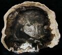 Petrified Wood Slab - McDermitt, Oregon #24228-1